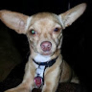 Meet your Posher, Chris